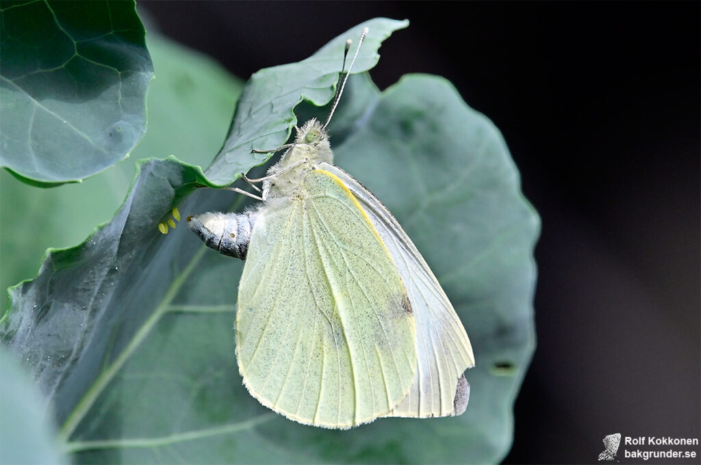 Kålfjäril Pieris brassicae hona äggläggande