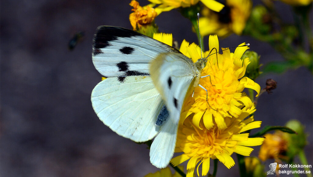 Kålfjäril Pieris brassicae Hona