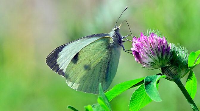 Kålfjäril Pieris brassicae