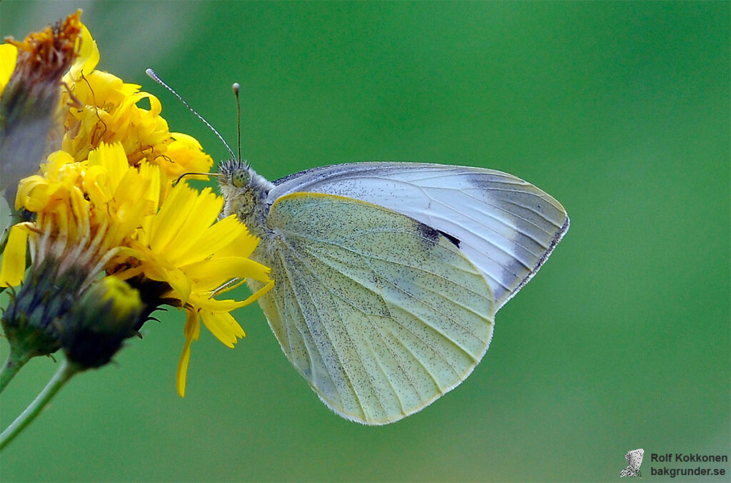 Kålfjäril Pieris brassicae