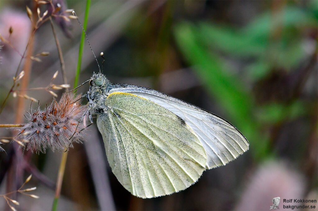 Kålfjäril Pieris brassicae