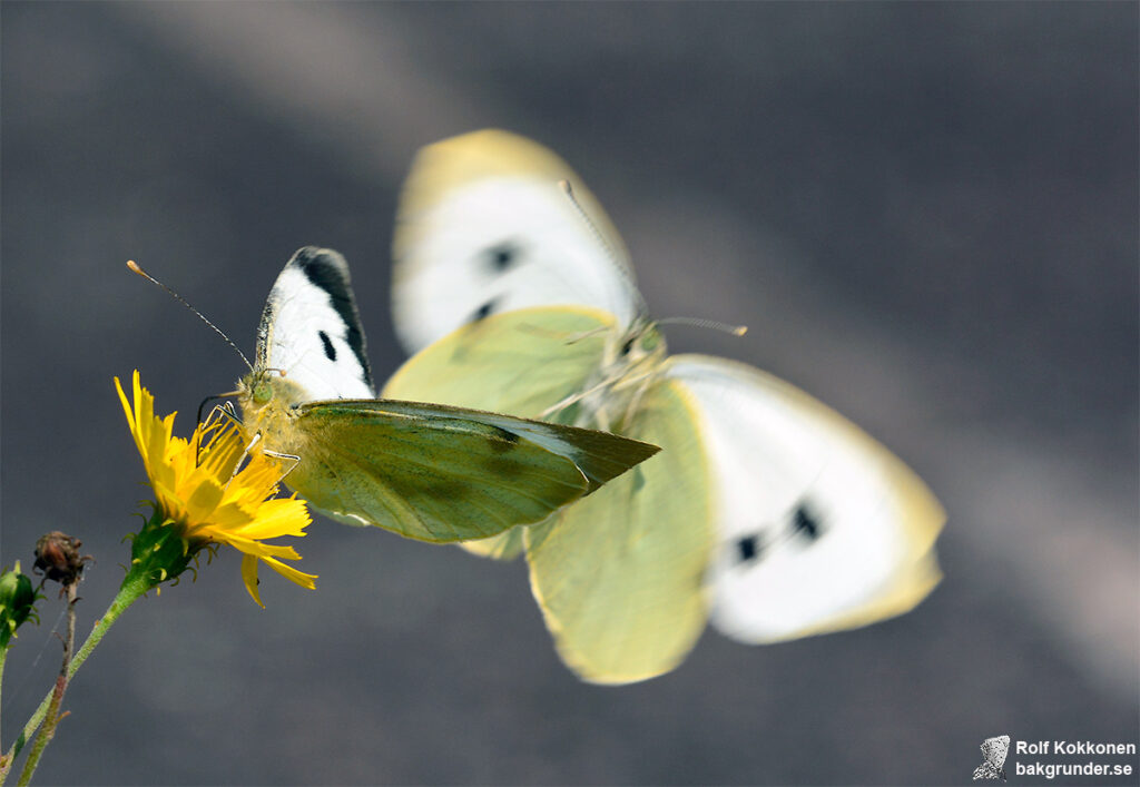 Kålfjäril Pieris brassicae