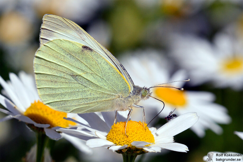 Kålfjäril Pieris brassicae