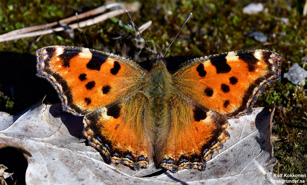 Körsbärsfuks Nymphalis polychloros