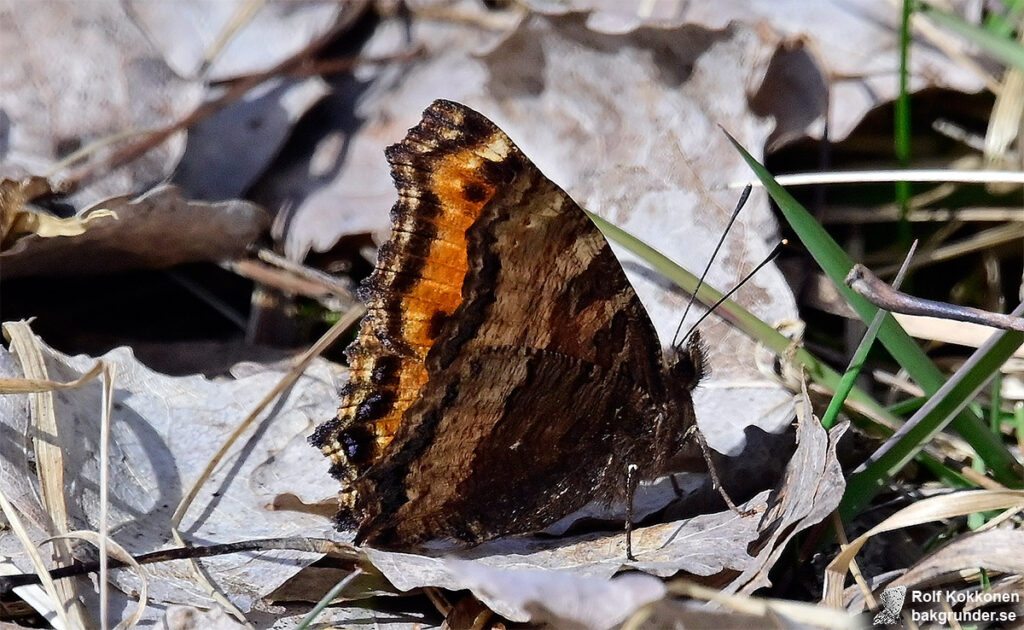 Körsbärsfuks Nymphalis polychloros Mörka ben