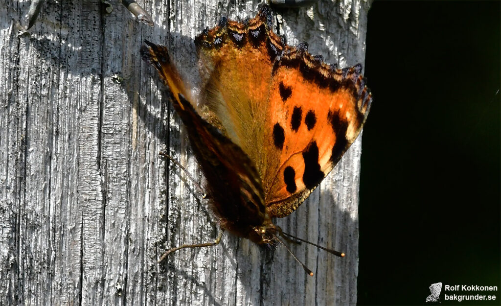 Körsbärsfuks Nymphalis polychloros Mörka ben