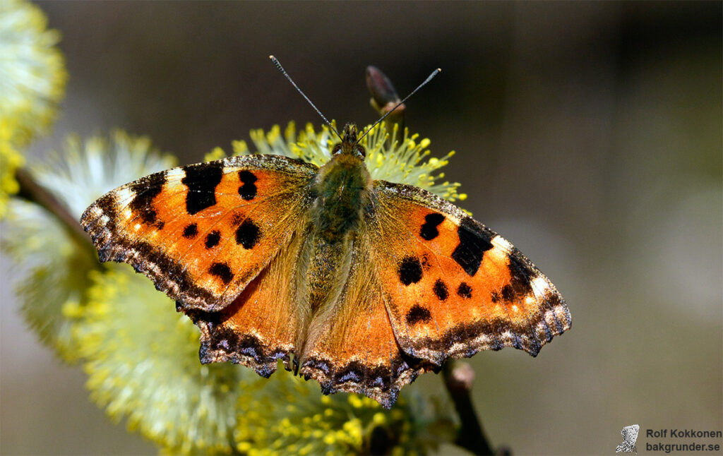 Körsbärsfuks Nymphalis polychloros