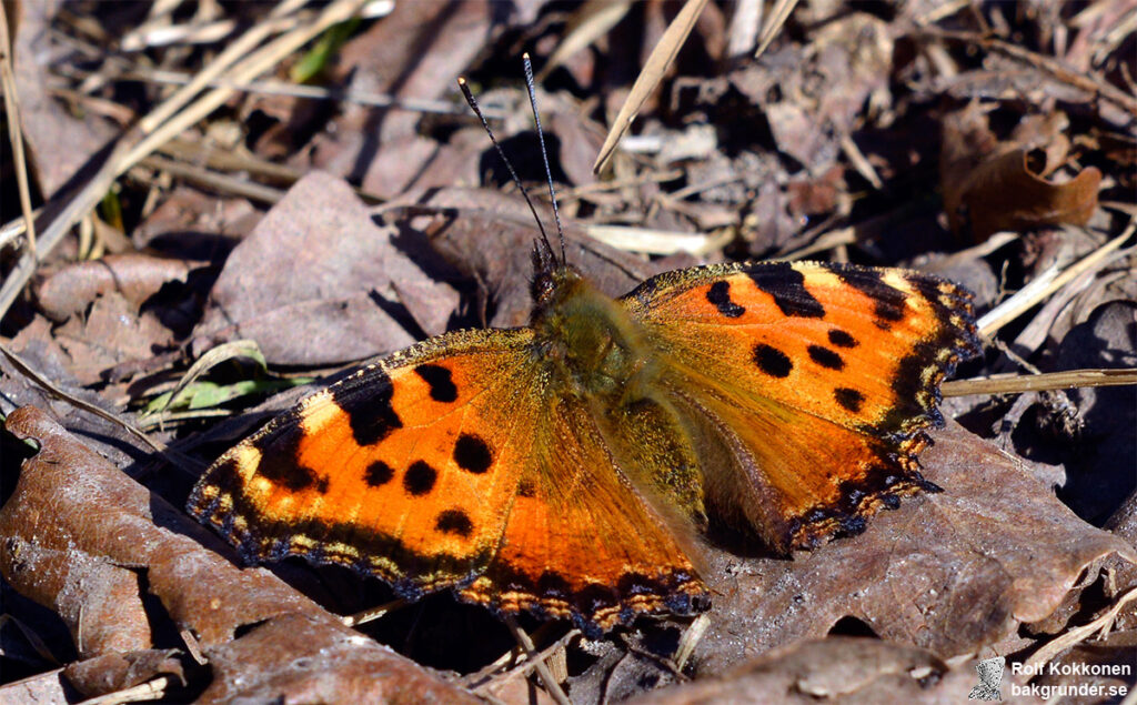 Körsbärsfuks Nymphalis polychloros