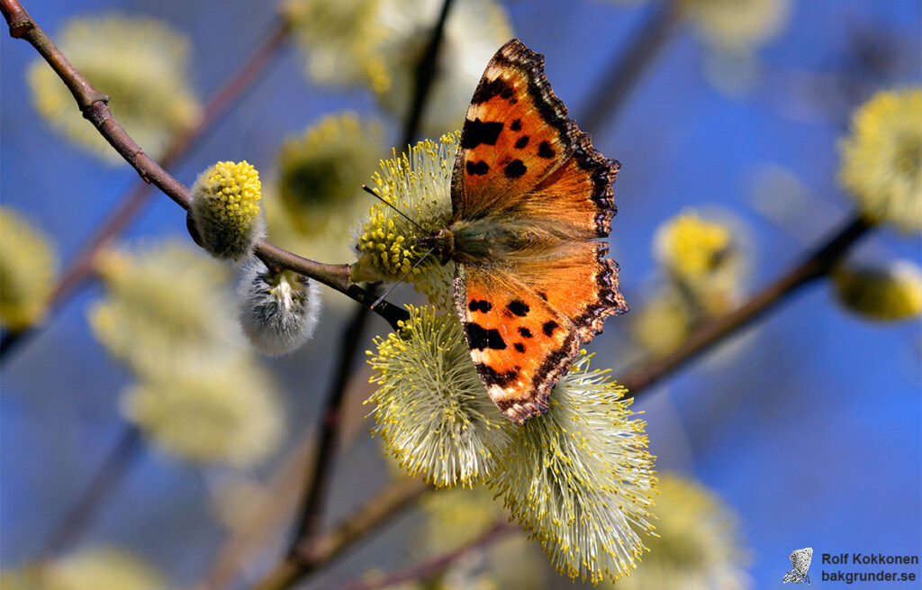 Körsbärsfuks Nymphalis polychloros