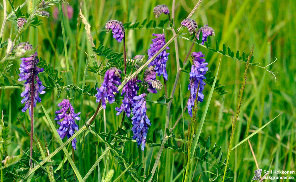 Kråkvicker Vicia cracca