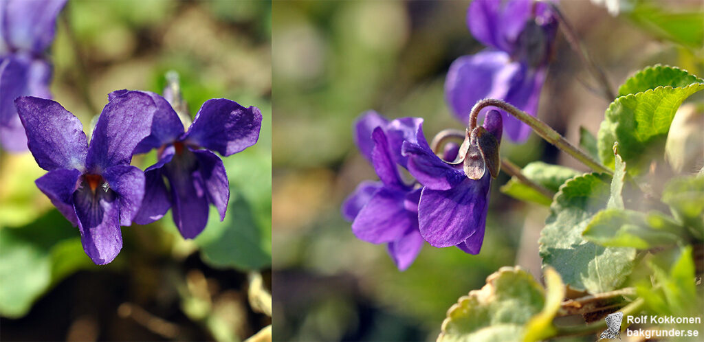 Luktviol Viola odorata