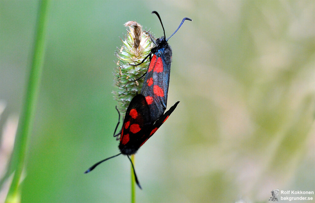 Mindre bastardsvärmare Zygaena viciae Parning