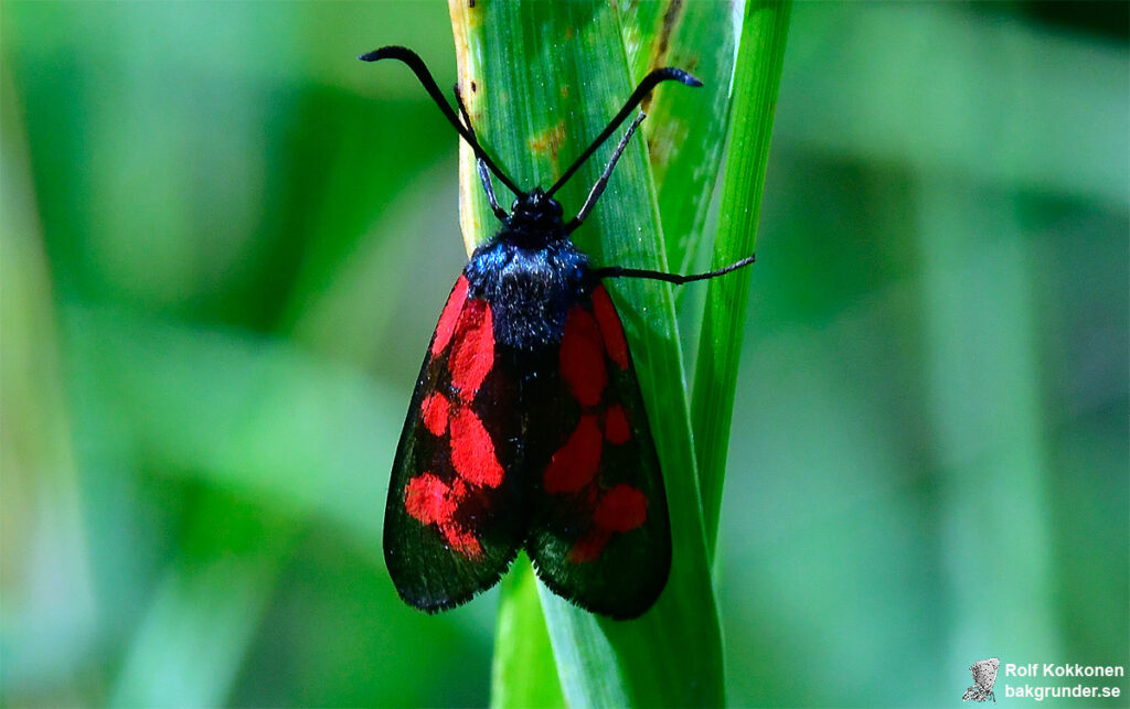 Mindre bastardsvärmare Zygaena viciae