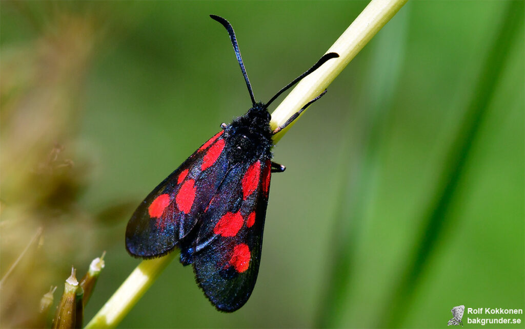 Mindre bastardsvärmare Zygaena viciae