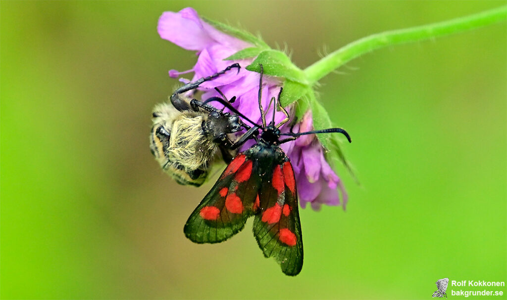 Mindre bastardsvärmare Zygaena viciae Bandad humlebagge Trichius fasciatus