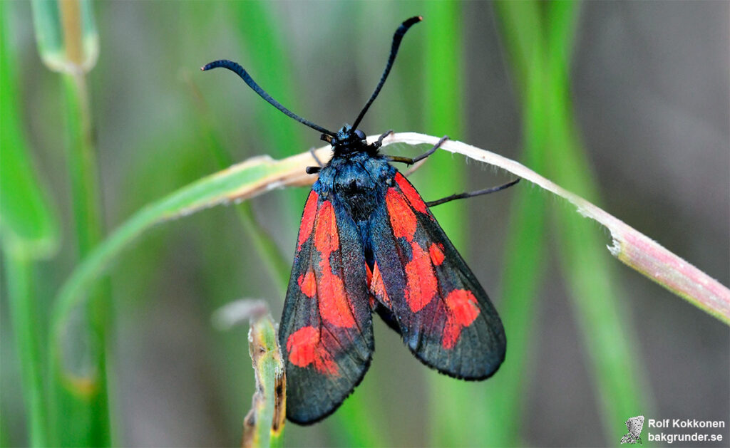 Mindre bastardsvärmare Zygaena viciae