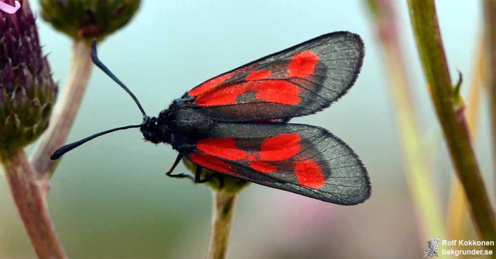 Mindre bastardsvärmare Zygaena viciae