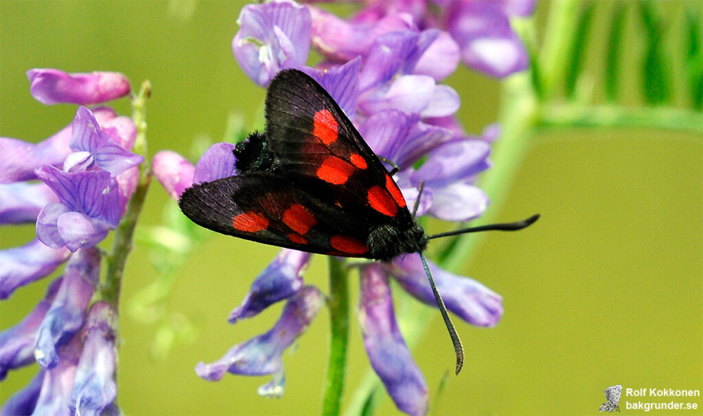 Mindre bastardsvärmare Zygaena viciae