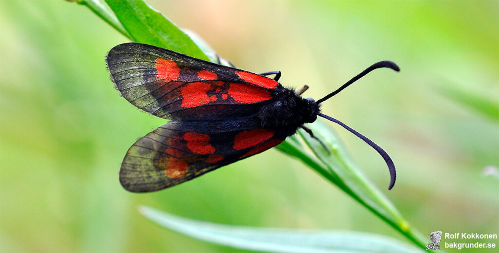 Mindre bastardsvärmare Zygaena viciae