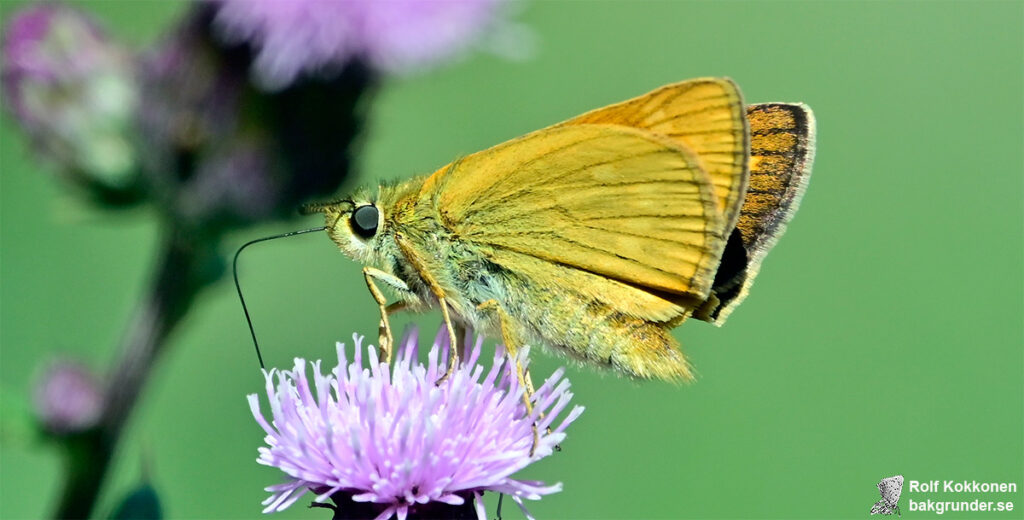 Mindre tåtelsmygare Thymelicus lineola