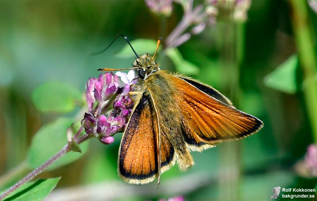 Mindre tåtelsmygare Thymelicus lineola Hane