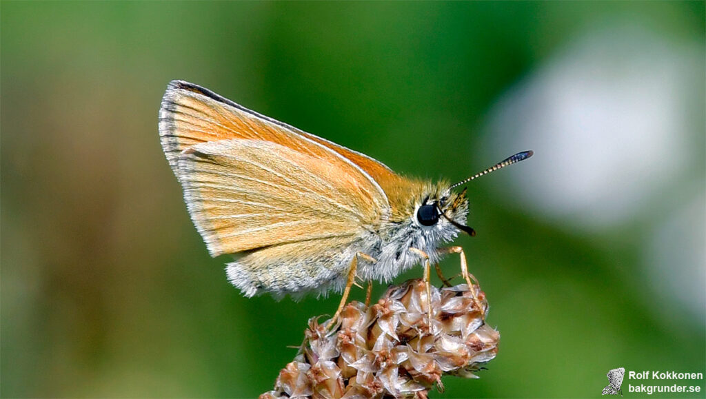 Mindre tåtelsmygare Thymelicus lineola