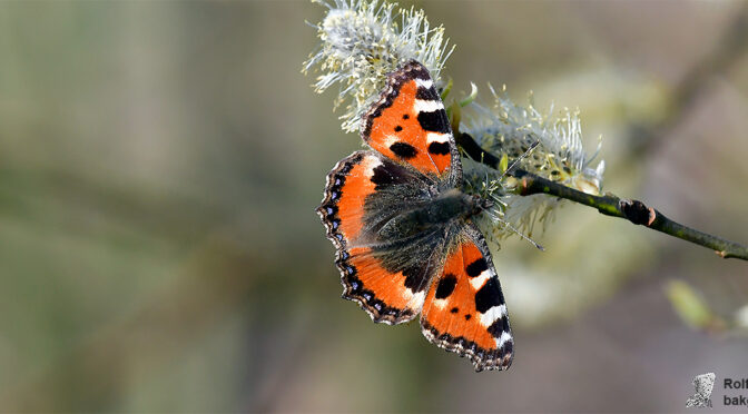 Nässelfjäril Aglais urticae