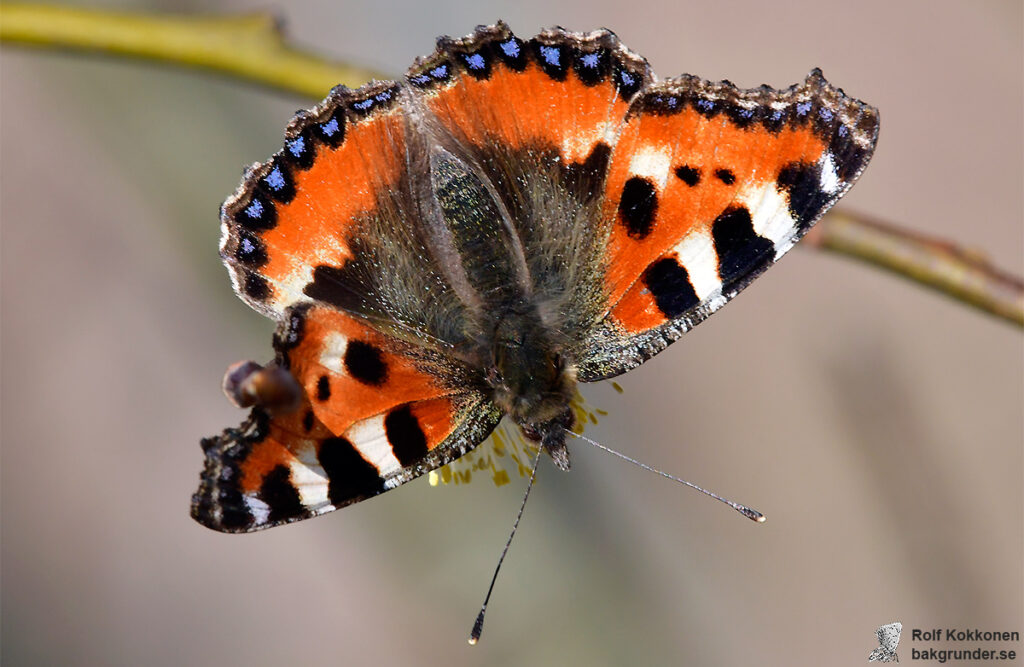 Nässelfjäril Aglais urticae