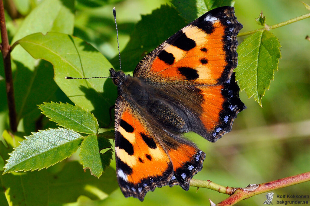 Nässelfjäril Aglais urticae