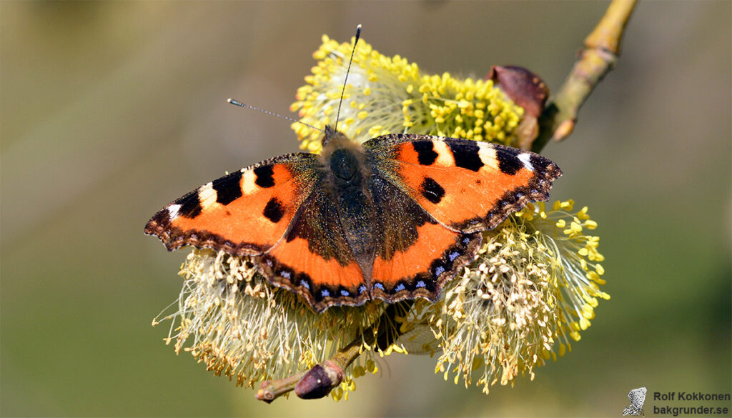 Nässelfjäril Aglais urticae