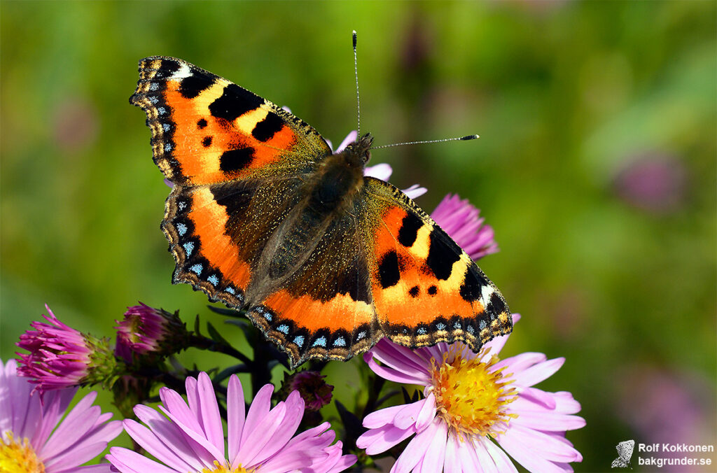 Nässelfjäril Aglais urticae