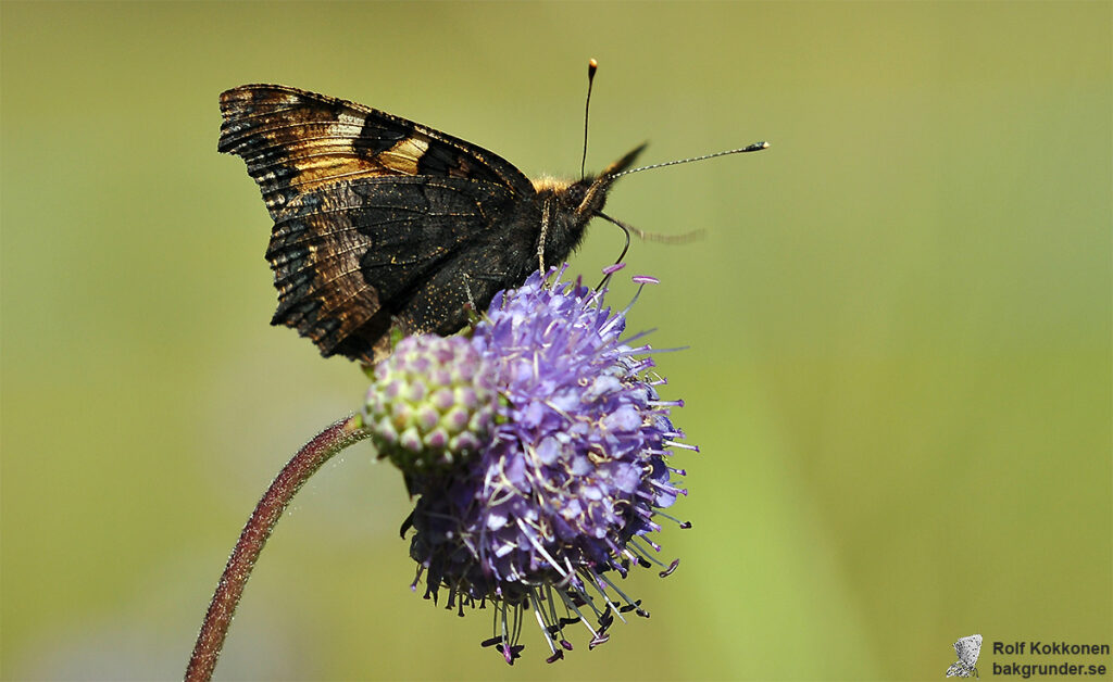 Nässelfjäril Aglais urticae