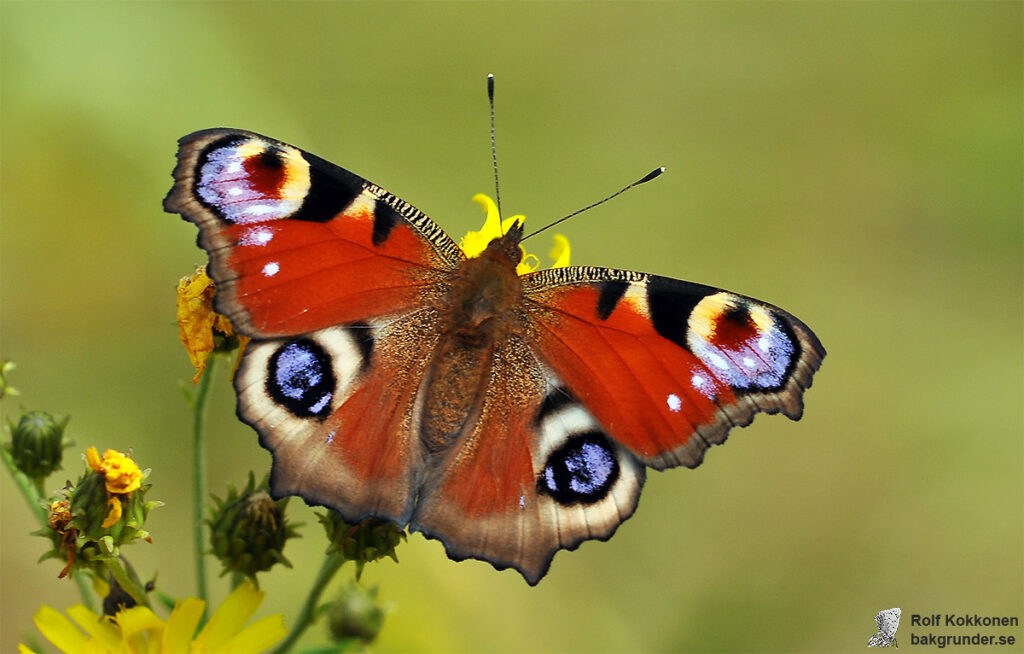 Påfågelöga Aglais io