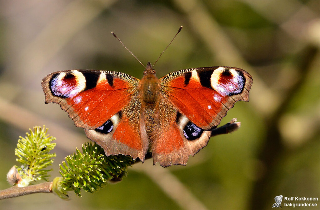 Påfågelöga Aglais io