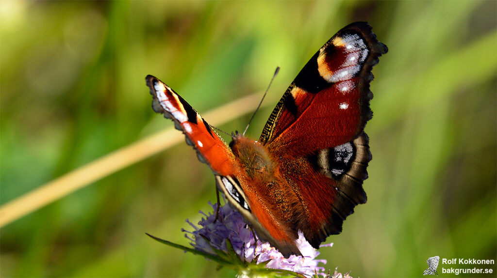 Påfågelöga Aglais io