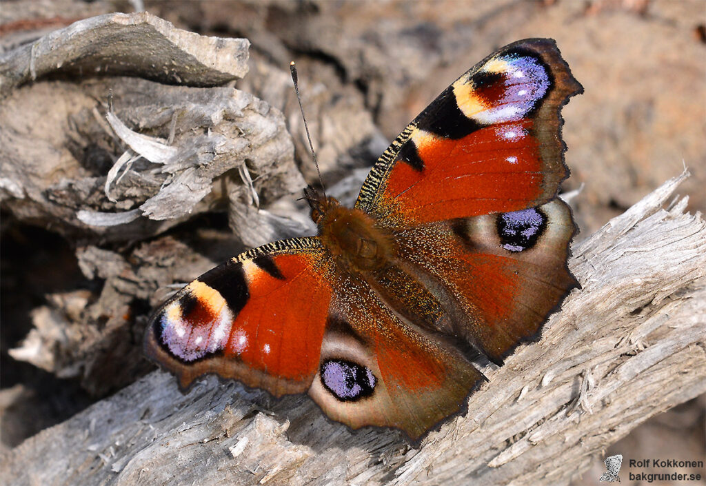 Påfågelöga Aglais io