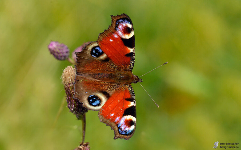 Påfågelöga Aglais io