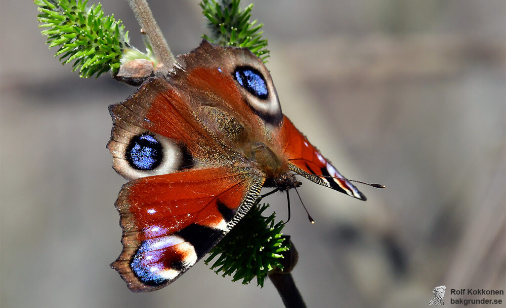 Påfågelöga Aglais io