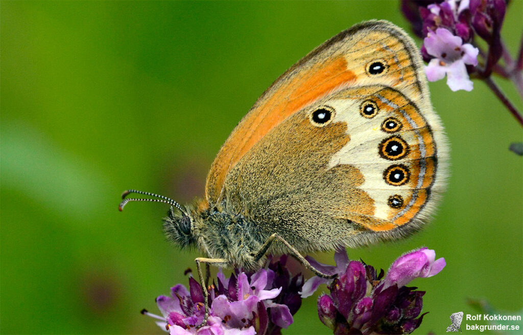 Pärlgräsfjäril Coenonympha arcania