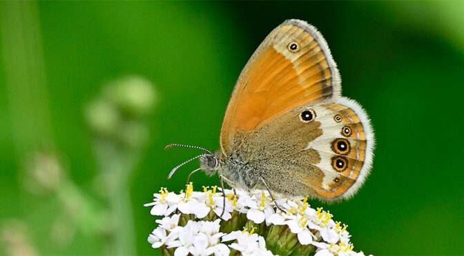 Pärlgräsfjäril Coenonympha arcania