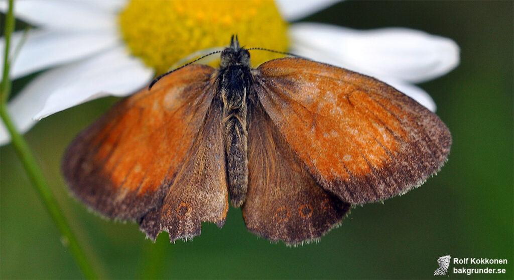 Pärlgräsfjäril Coenonympha arcania Ovansidan