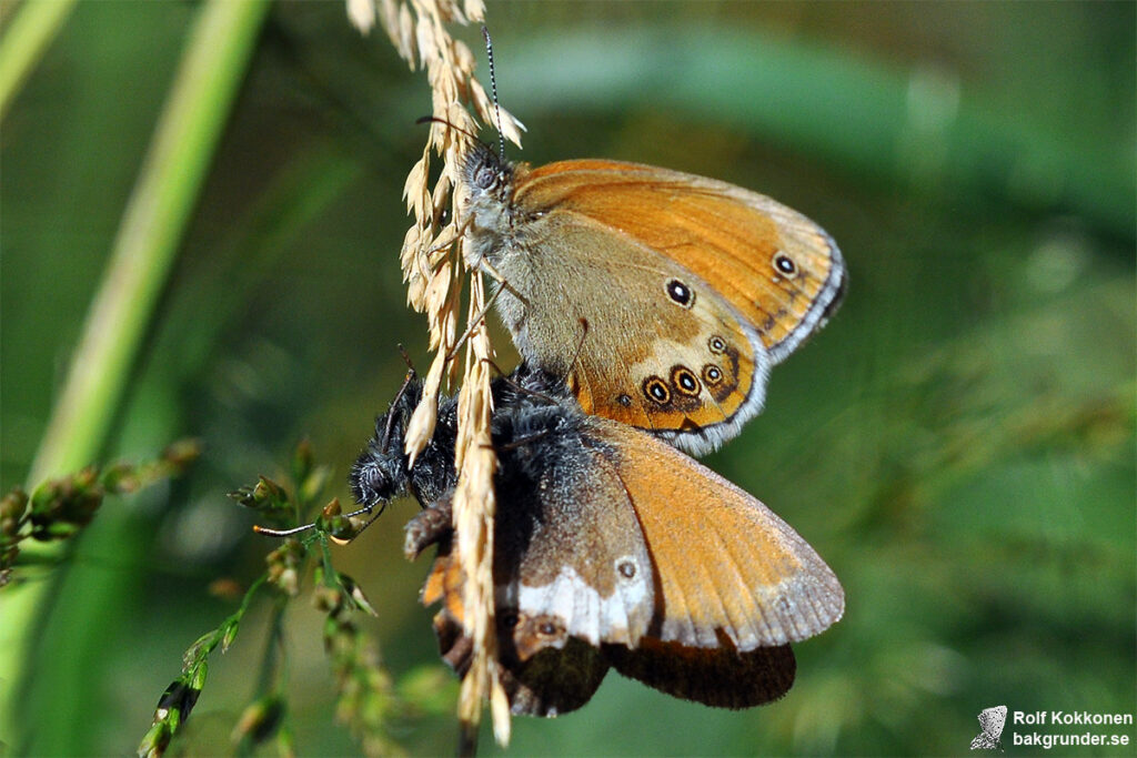 Pärlgräsfjäril Coenonympha arcania Parning