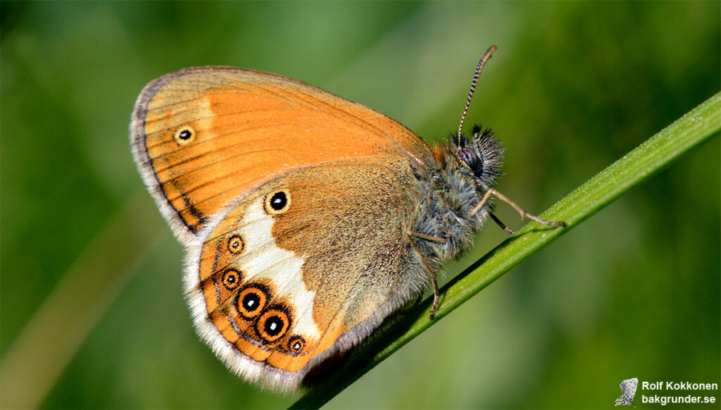 Pärlgräsfjäril Coenonympha arcania