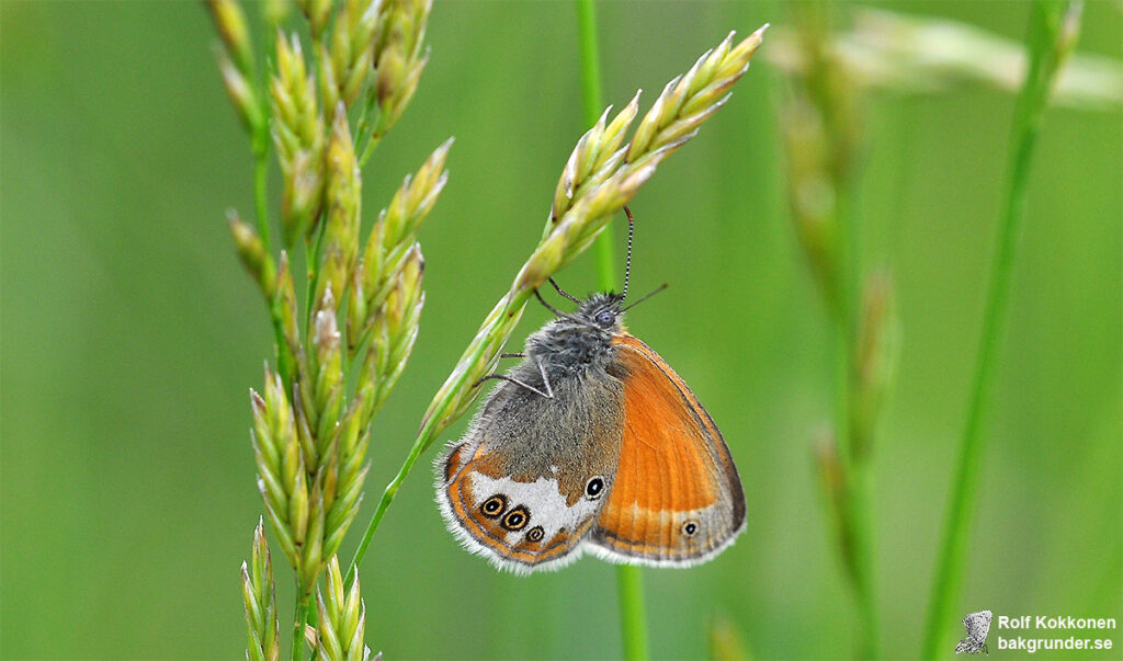 Pärlgräsfjäril Coenonympha arcania