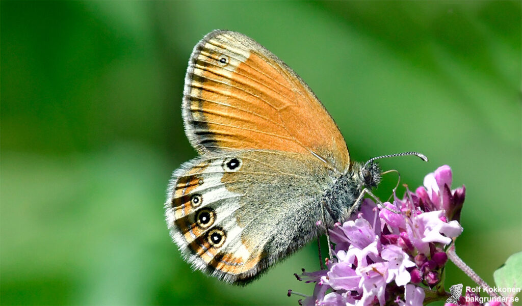 Pärlgräsfjäril Coenonympha arcania