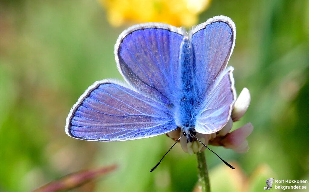 Puktörneblåvinge Polyommatus icarus Hane