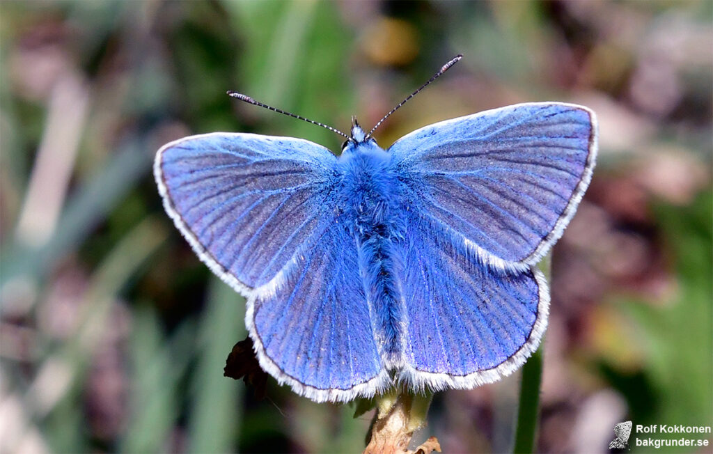 Puktörneblåvinge Polyommatus icarus Hane