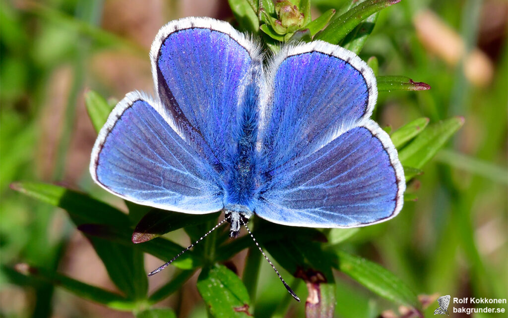 Puktörneblåvinge Polyommatus icarus Hane