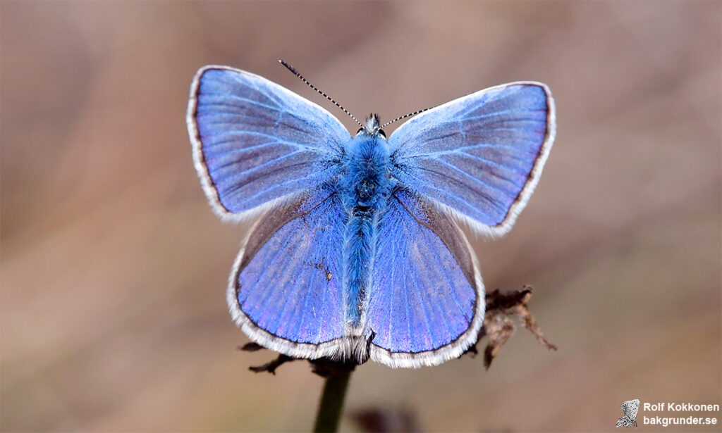 Puktörneblåvinge Polyommatus icarus Hane