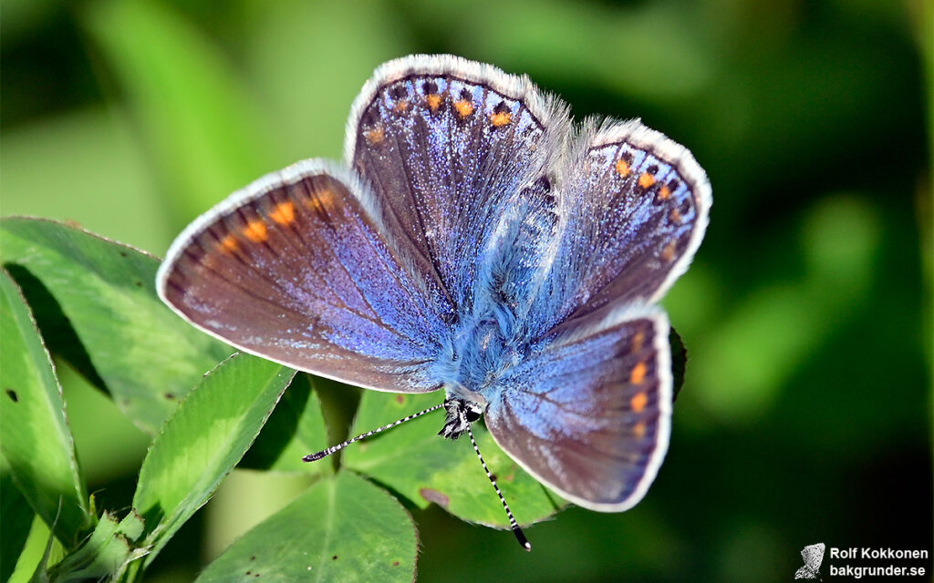 Puktörneblåvinge Polyommatus icarus Hona